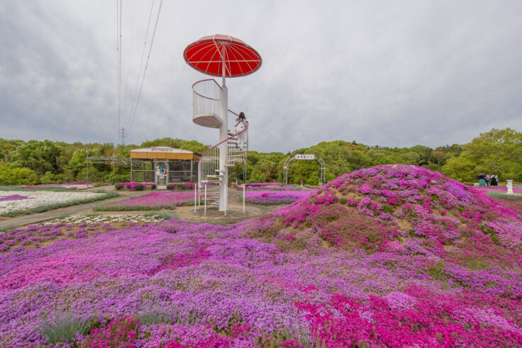 画像 カフェ ジャルダンの芝桜2026