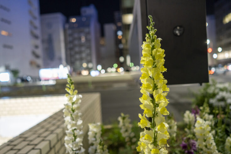 画像 夜色高松22②