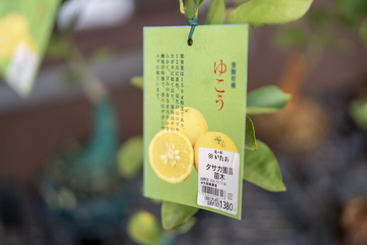 画像 柚香(ゆこう)の苗