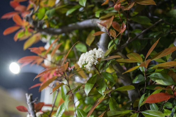 画像 夜色高松22⑤