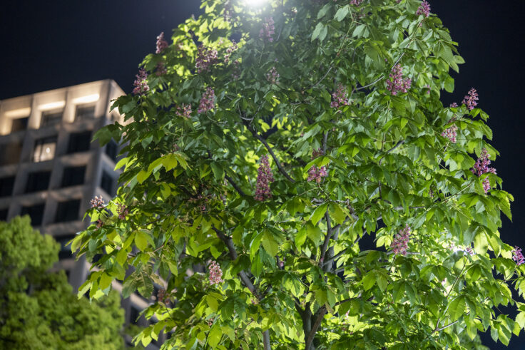 画像 夜色高松22⑦