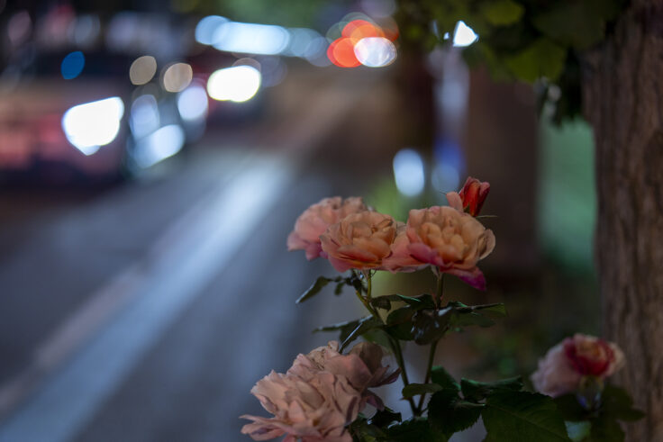 画像 夜撮1