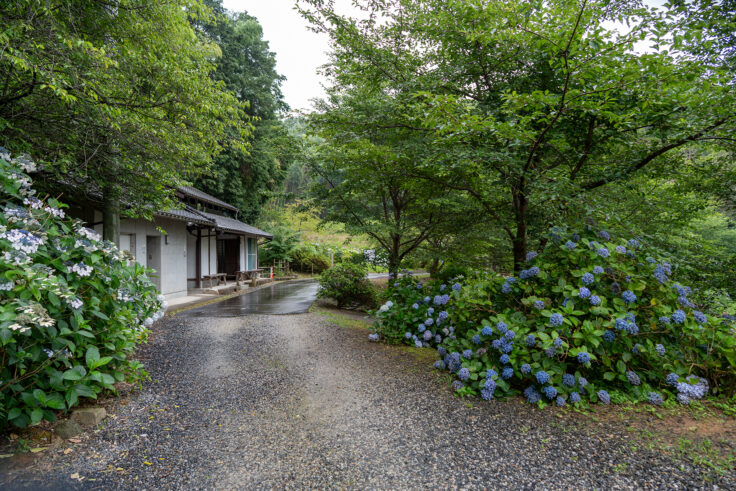 画像 勝名寺のアジサイ2026③