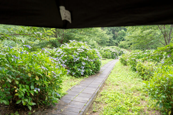 画像 勝名寺のアジサイ2026④