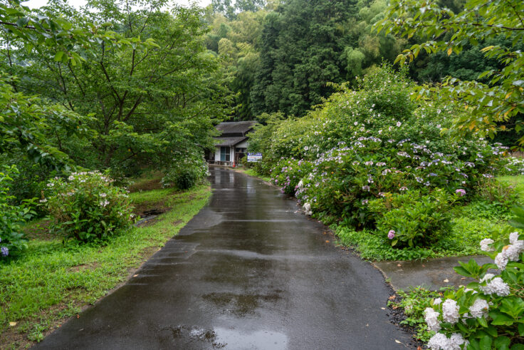 画像 勝名寺のアジサイ2026⑨