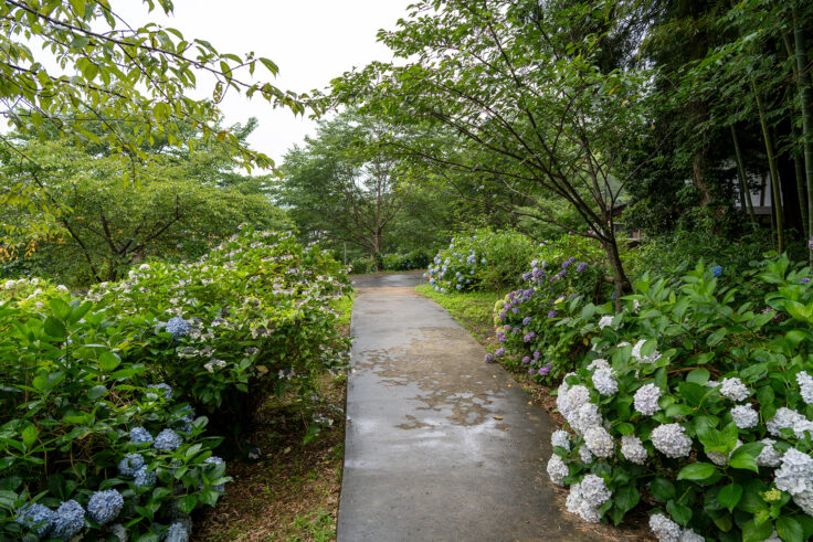 画像 勝名寺のアジサイ2026⑩