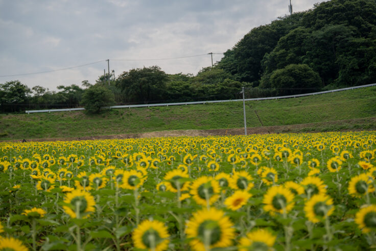 画像 中山ひまわり団地2