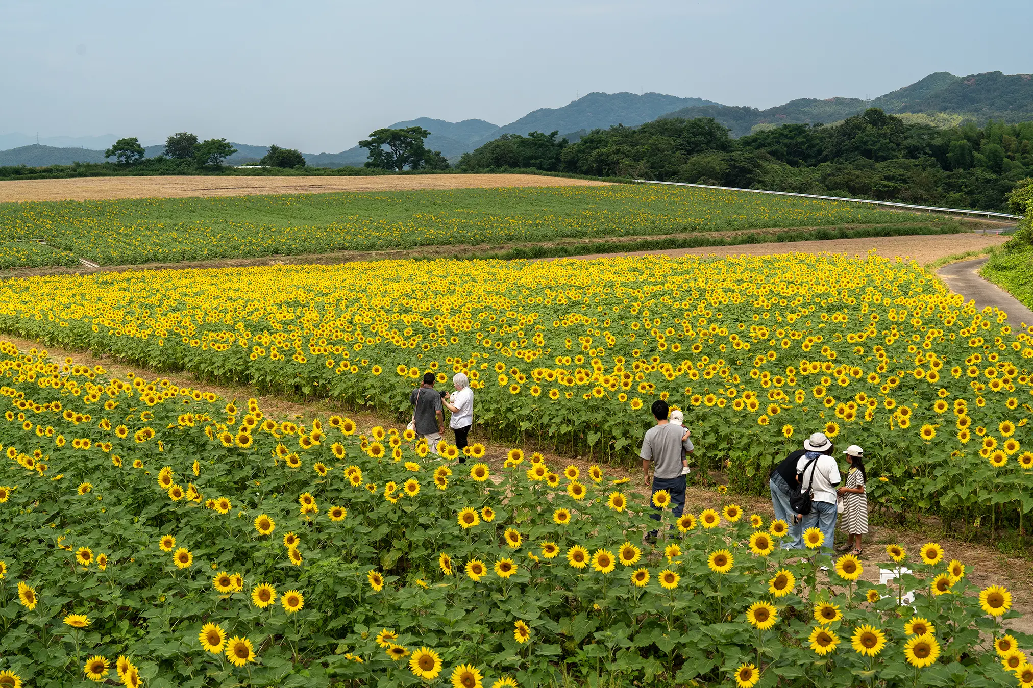 仲多度郡まんのう町「中山ひまわり団地」2026開花状況 | 旅カメラ