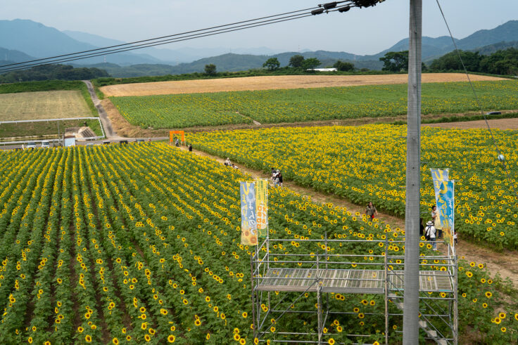画像 中山ひまわり団地7