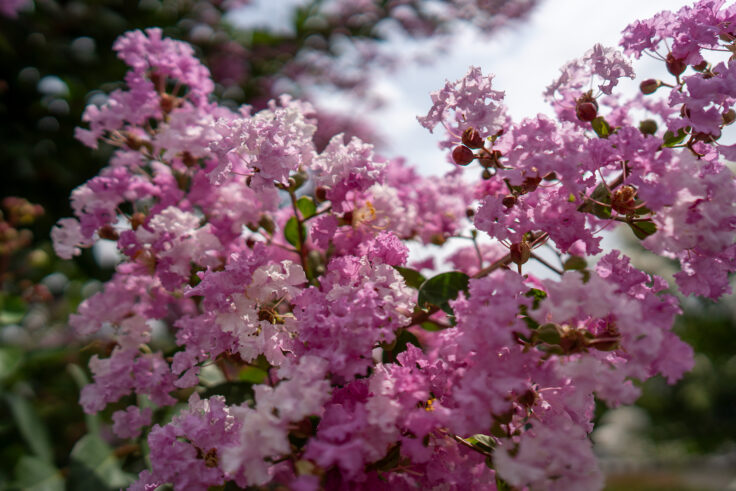 画像 旧永井家庄屋屋敷サルスベリの花