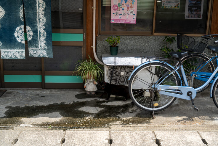 画像 飯田食堂の猫ちゃん2