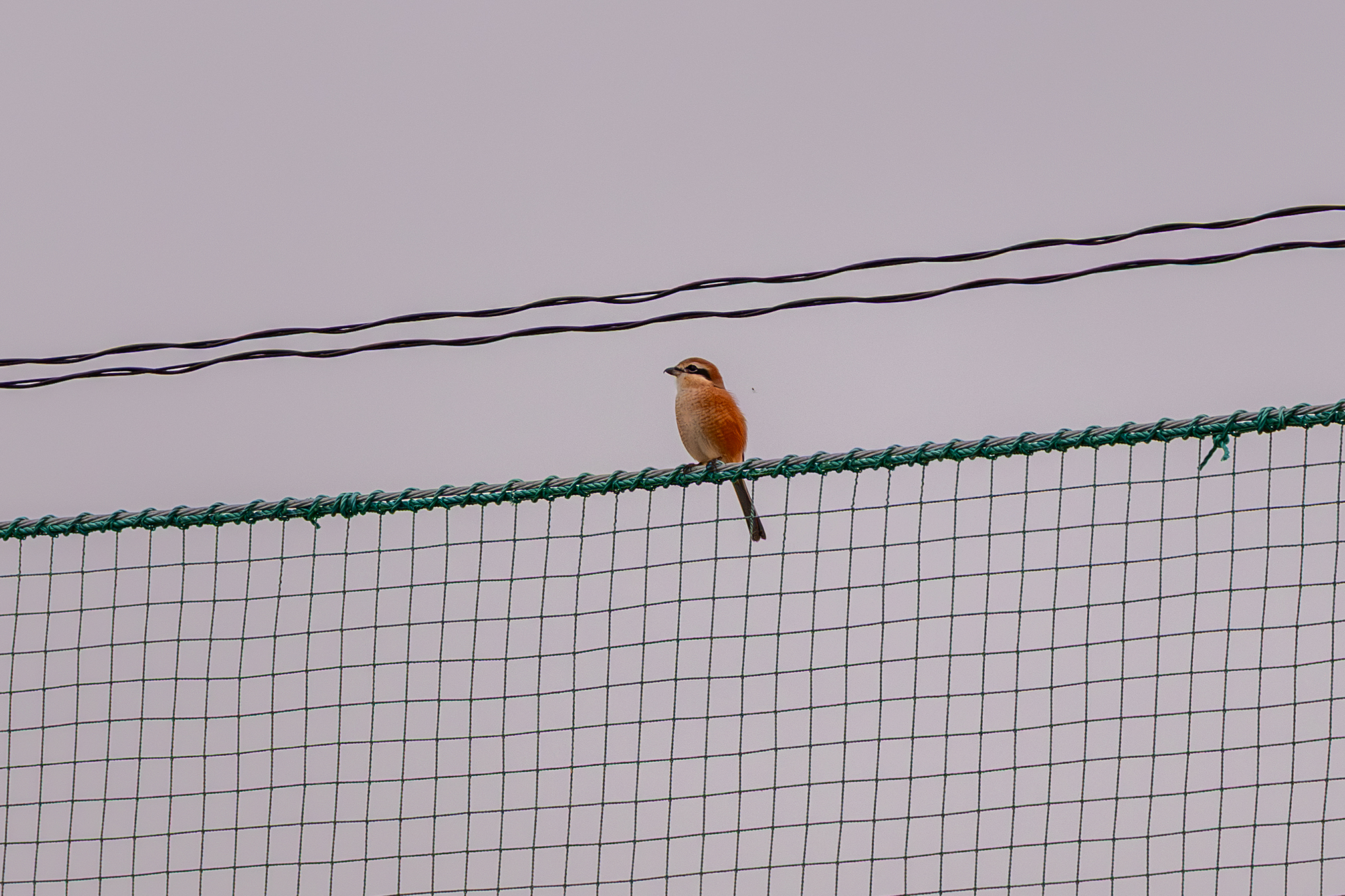 【200mmで追う野鳥】超望遠レンズを手放した私が、70-200mmでモズに出会った日