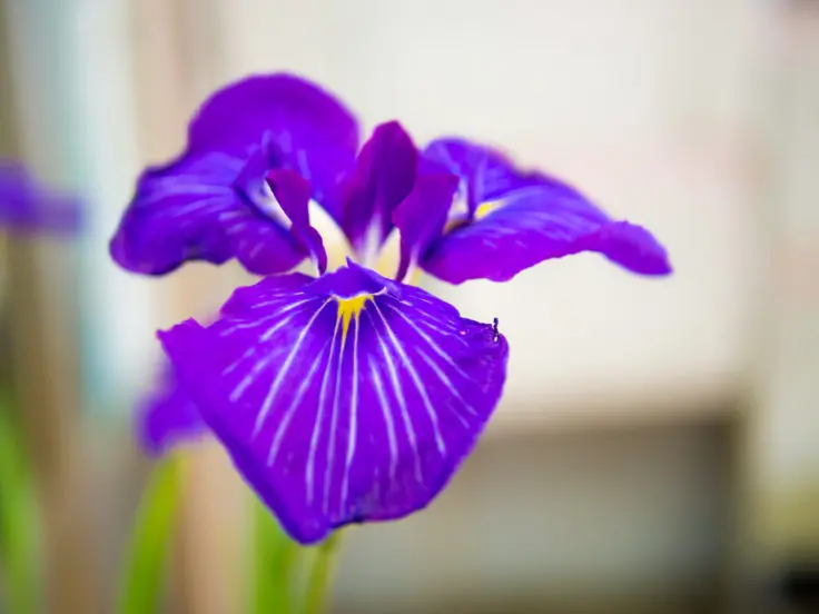 ハナショウブの花言葉 旅カメラ