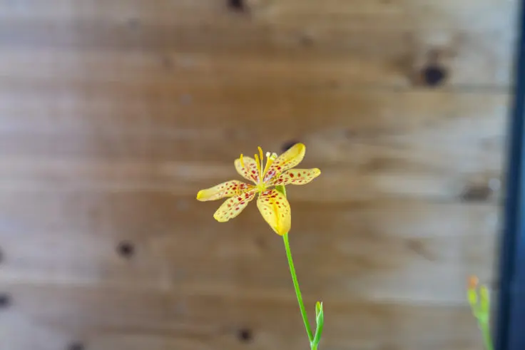 ヒオウギの花言葉と誕生花 旅カメラ ヒオウギの花言葉と誕生花 旅カメラ