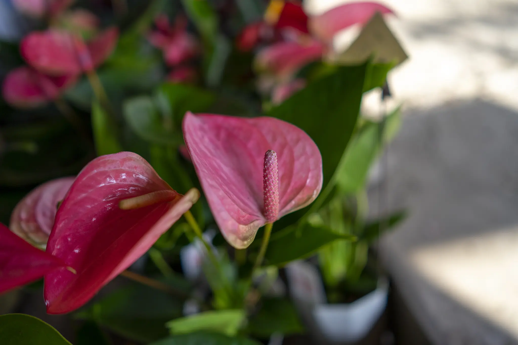 3色のアンスリウムの花言葉と誕生花 旅カメラ