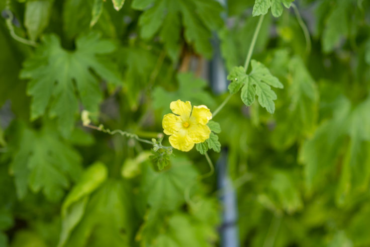 ゴーヤの花