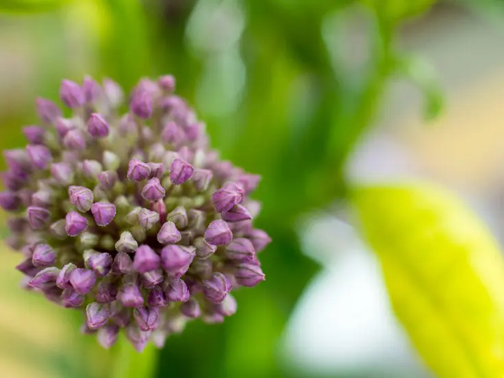 アリウムの花言葉 旅カメラ アリウムの花言葉 旅カメラ