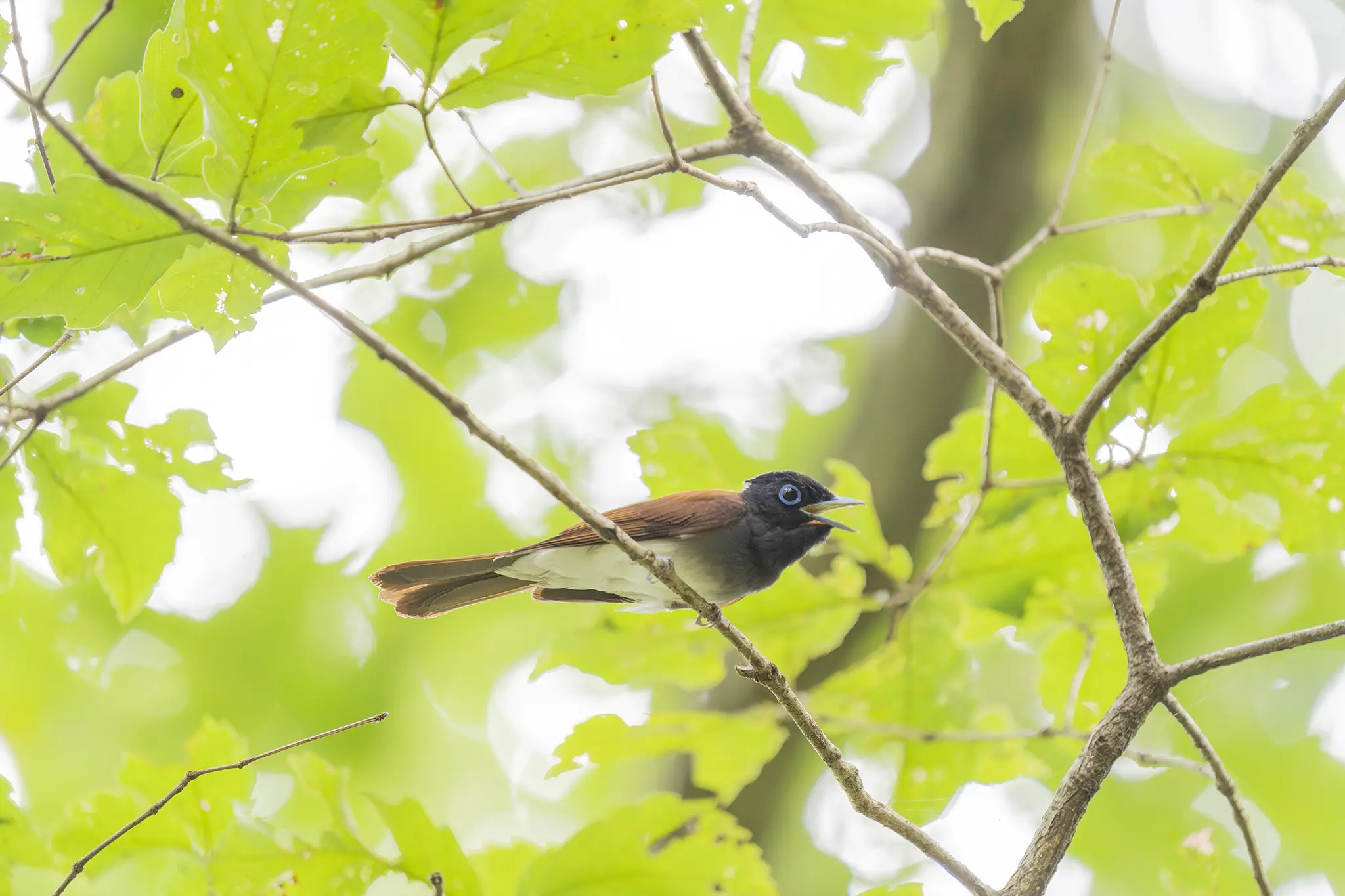公渕公園の野鳥「サンコウチョウ」 | 旅カメラ