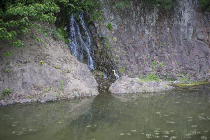 栗林公園の桶樋滝とサギ