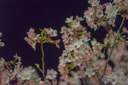 亀鶴公園の夜桜アップ