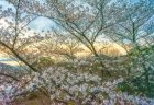 白峰展望台の夕焼け桜