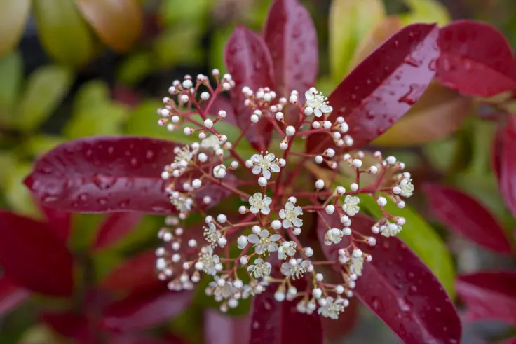 レッドロビン ベニカナメモチ の花 旅カメラ
