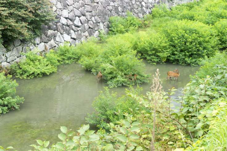 名古屋城外堀の鹿