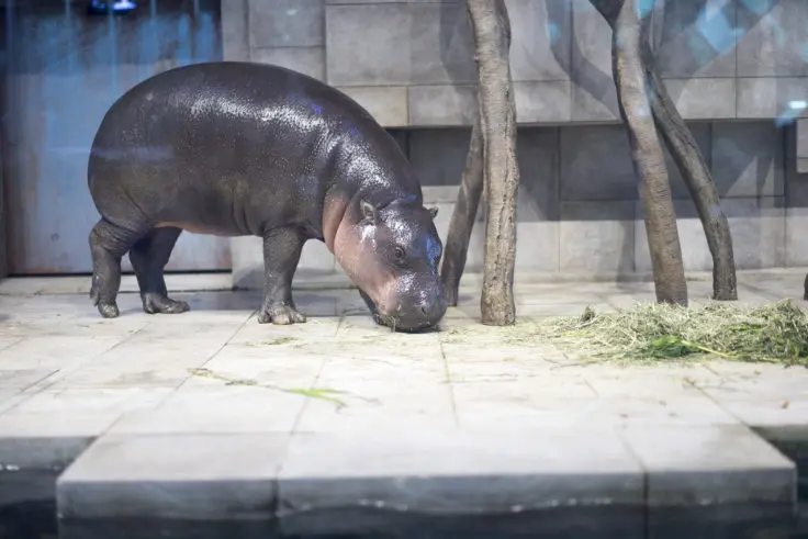 日本国内でコビトカバ（ミニカバ）のいる6つの動物園 | 旅カメラ