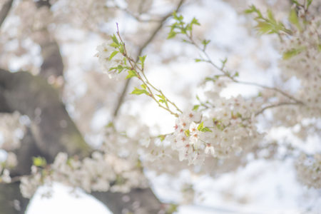 桜フンワリ