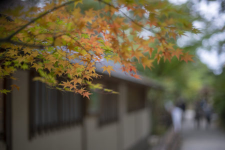 栗林公園の紅葉2