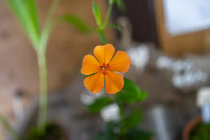 花言葉 フシグロセンノウの花言葉と誕生花 | 旅カメラ
