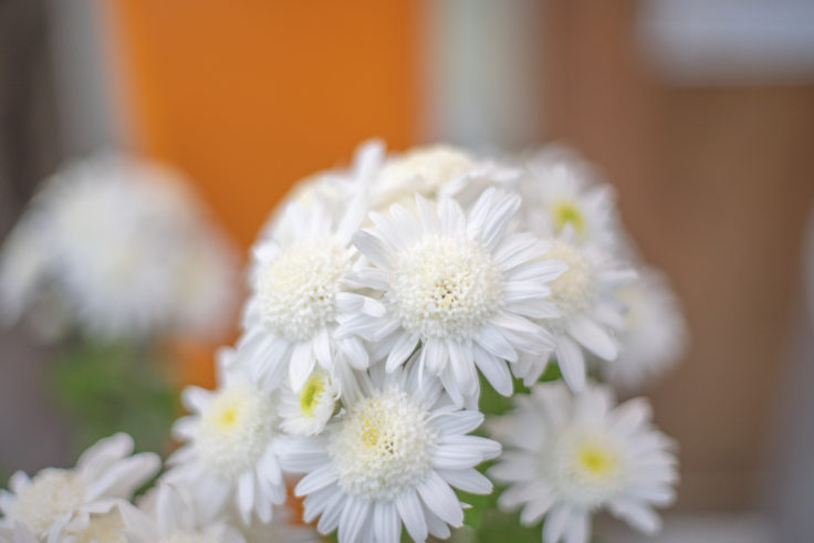 北灘漁協さかな市の白い菊