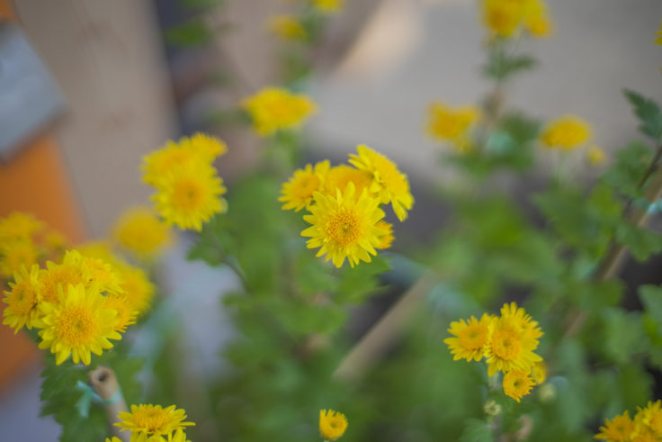 北灘漁協さかな市の黄色の菊