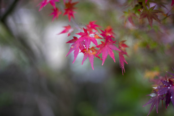 箸蔵山ロープウェイの紅葉