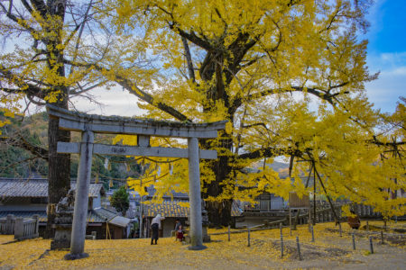 岩部神社のイチョウと鳥居