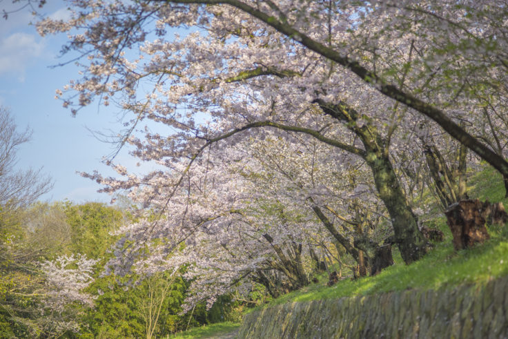 峰山の桜