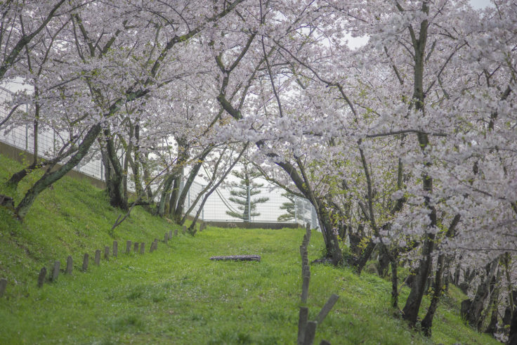 峰山の桜2