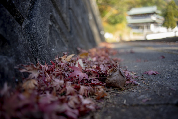 大窪寺の紅葉落ち葉