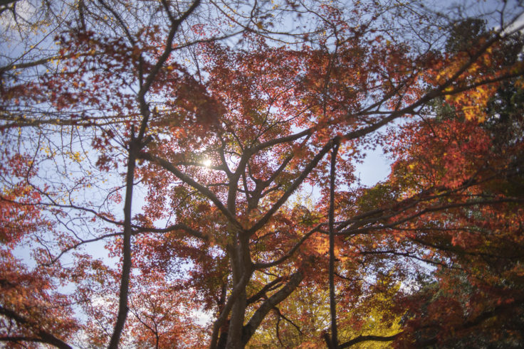 大窪寺の紅葉