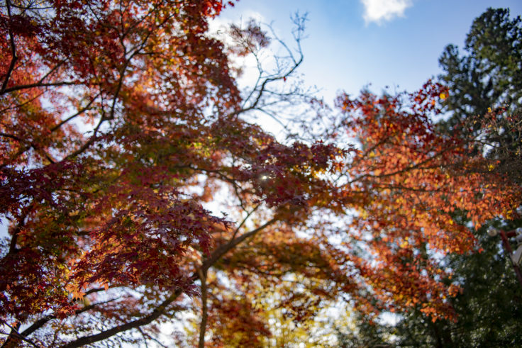 大窪寺の紅葉2