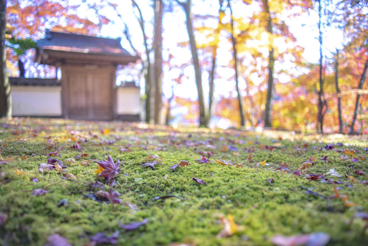 大窪寺の紅葉3