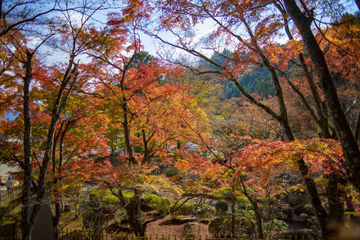 大窪寺の紅葉4