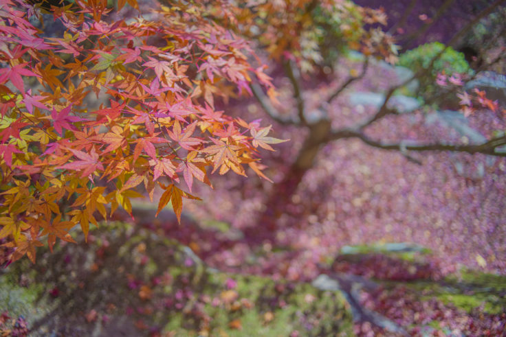 大窪寺の紅葉5