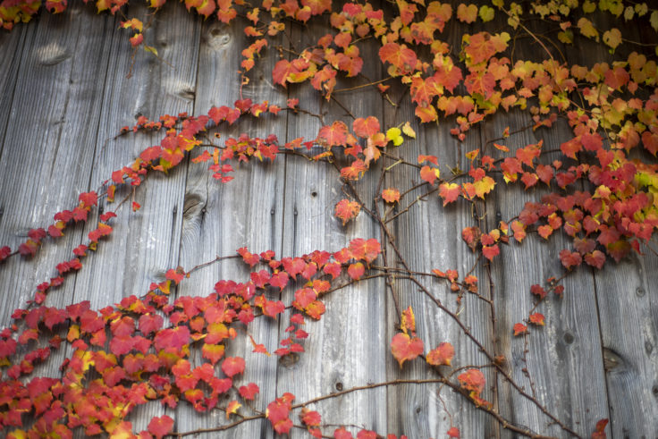 天体望遠鏡博物館の紅葉