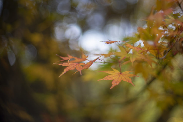 さぬき市多和の紅葉