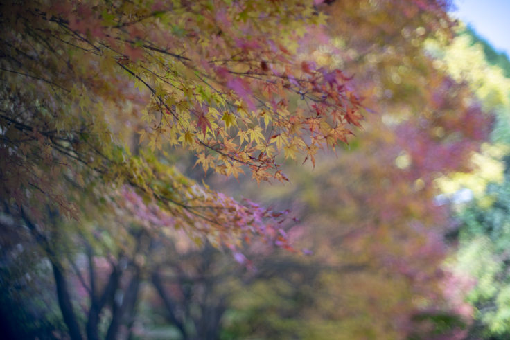 さぬき市多和の紅葉2