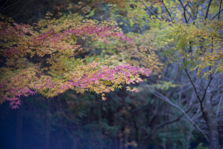 さぬき市多和の紅葉3