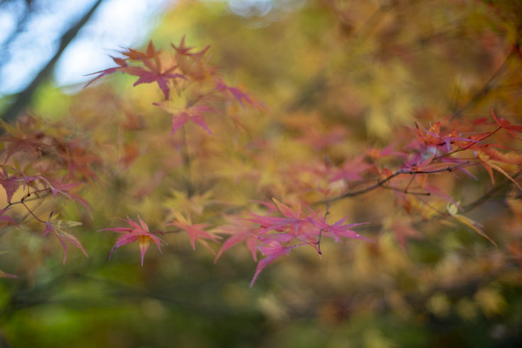 さぬき市多和の紅葉4