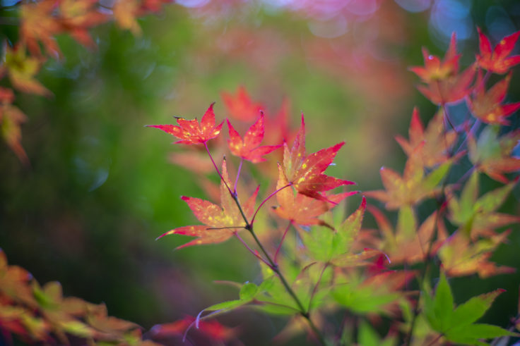 さぬき市多和の紅葉6