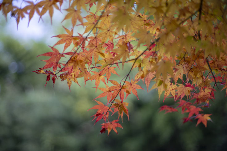 さぬき市多和の紅葉7